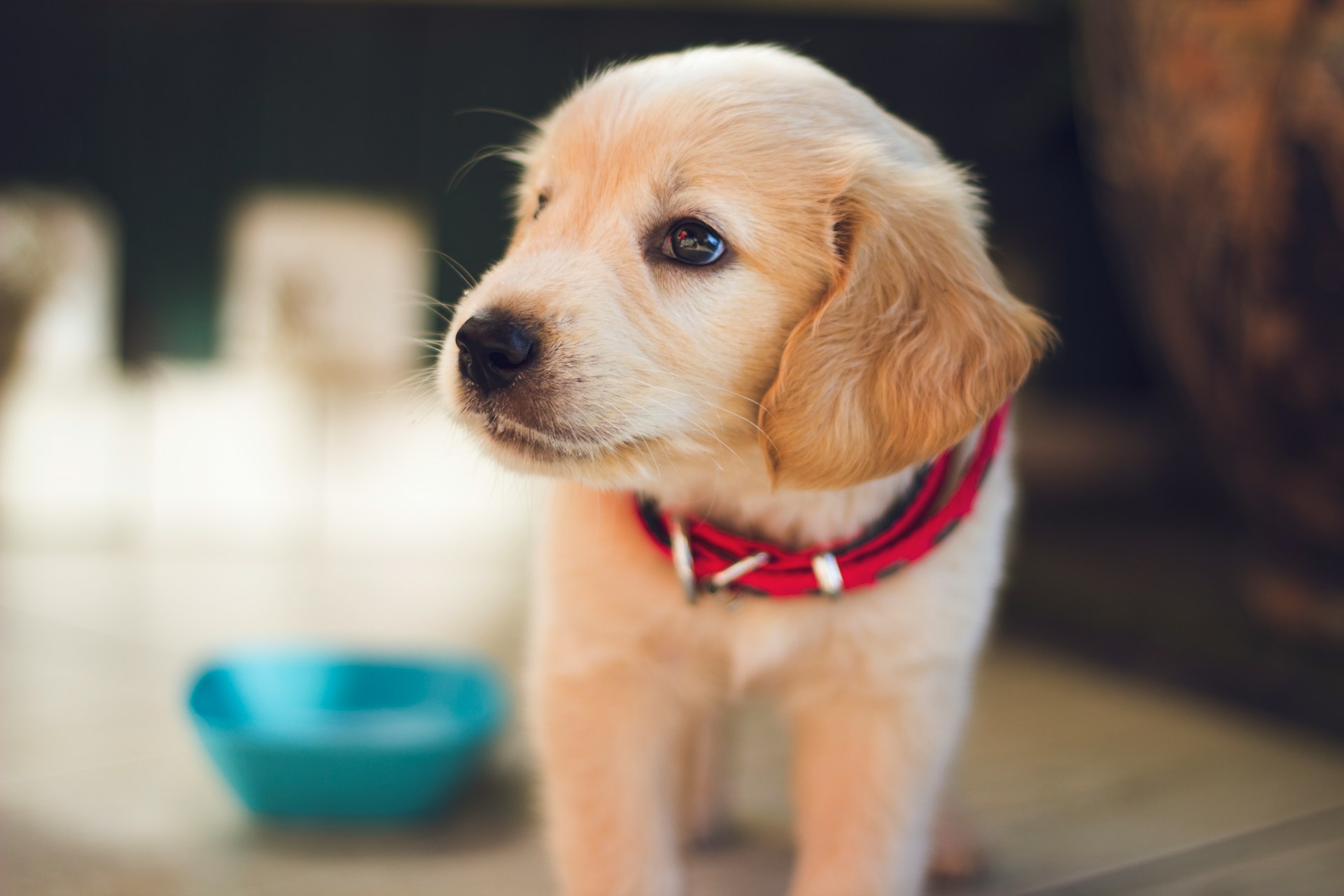 Image of a cute puppy with a red collar